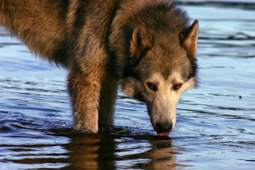 Looking husky drink water from river