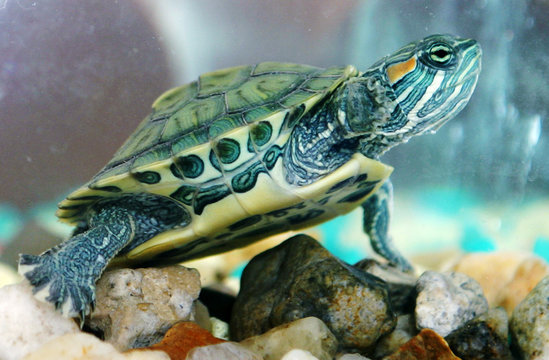 Green tortoise floats in the aquarium