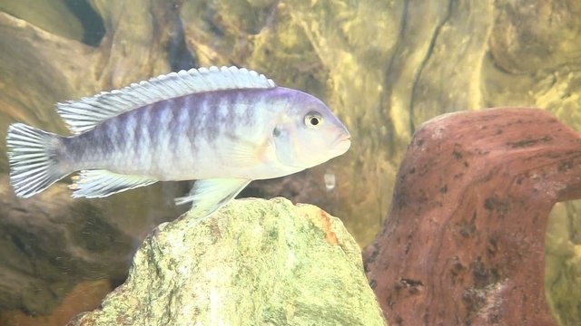 Malawi Barsche