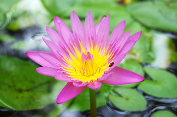 Obraz premium close up of beautiful lotus in a pond