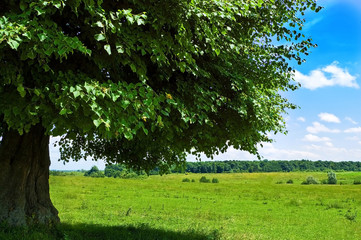 linden tree