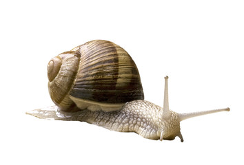 escargot