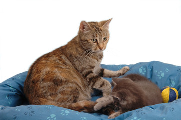 Mamma Gatta e Gattino