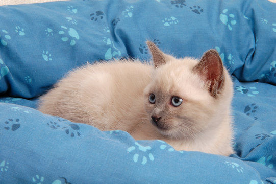 Gattino thai nel cesto blu