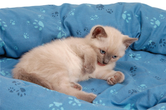Gattino Thai che si lecca