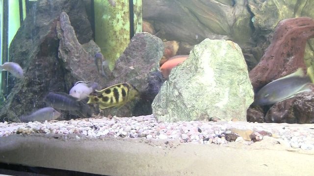 Malawi Barsche