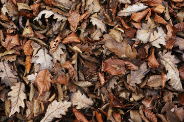 autumn fall leaf nature background