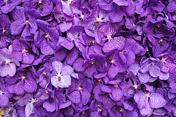 Purple Vanda Orchid Wall Decoration Interior