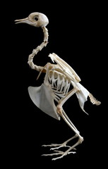 Fototapeta premium Isolated Rock Pigeon (Columba livia) skeleton