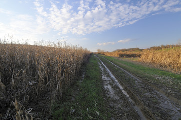 Muddy road next to the corn field