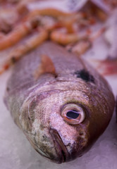 frischer Fisch vom Markt