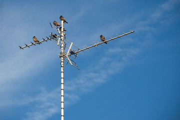 starlings perched on a TV aerial antenna