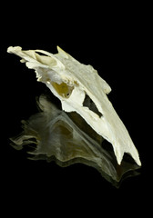 Fish skull