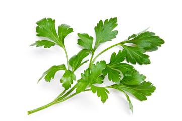 parsley on a white background