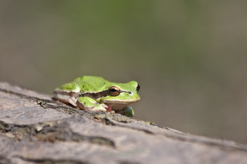 a green frog