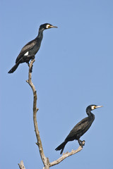 cormorants
