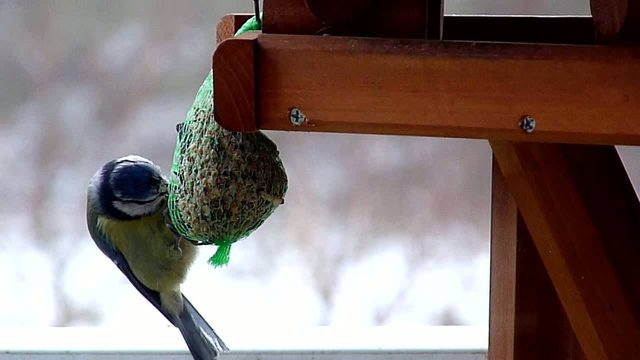 V&ouml;gel F&uuml;ttern im Winter - Blaumeise an Meisenkn&ouml;del