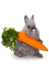 Bunny with a huge carrot