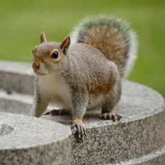 Squirrel on the fountain