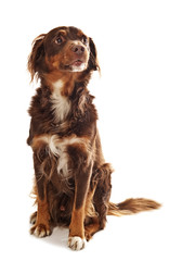 setter