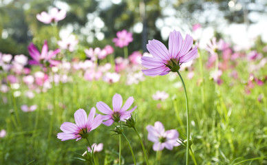 Fototapeta premium Cosmos Flowers