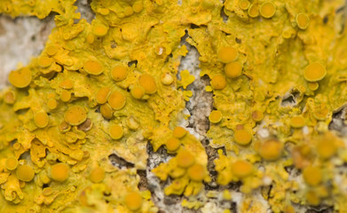 Złotorost wieloowocnikowy Xanthoria polycarpa