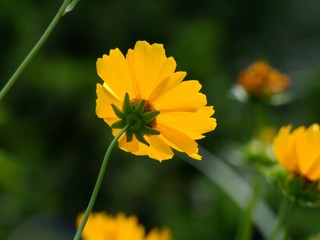 Yelow flower
