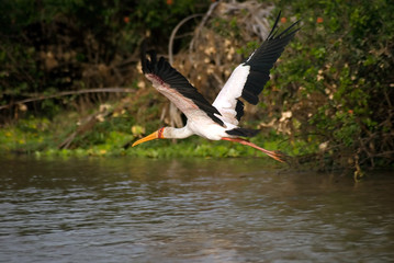 Yellow-billed stork, Selous National Park, Tanzania
