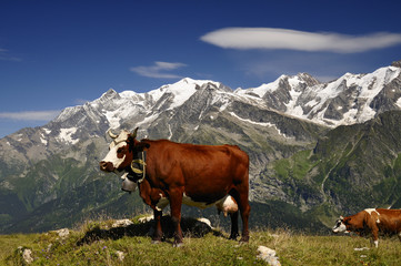 Fototapeta na wymiar Tarine krowa i Mont Blanc