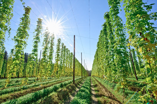 Growing Hop shortly before Harvesting with Sunshine