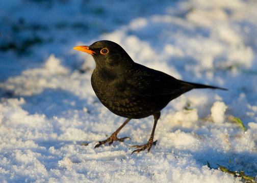 Blackbird in winter