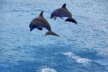 Zelfklevend Fotobehang Dolfijnen springen © Kjersti