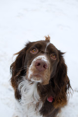 springer spaniel