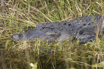 Aligattor in Everglades National Park, Florida