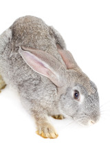 gray rabbit