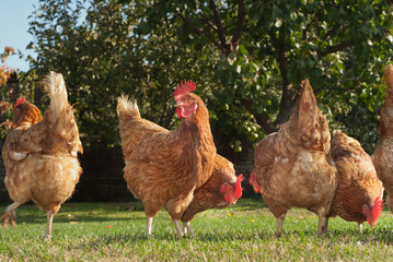 Hens  in the farm