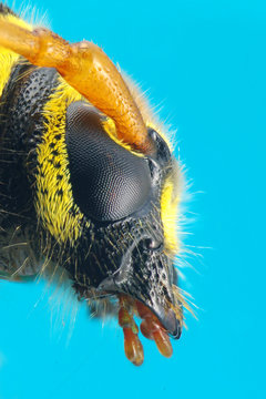 Beetle Plagionotus arcuatus extreme macro