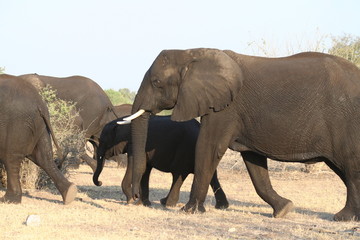 Fototapeta premium Elefant mit Jungtier