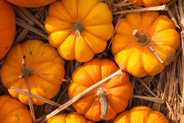 Obraz premium Zierkürbisse in einem Korb bei Tageslicht