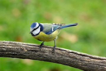 Mésange bleue