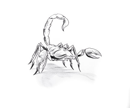 Tattoo art, sketch of a scorpion