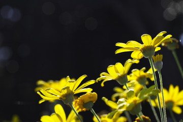 ユリオプスデージー