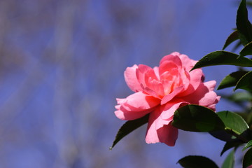 Obraz premium 山茶花