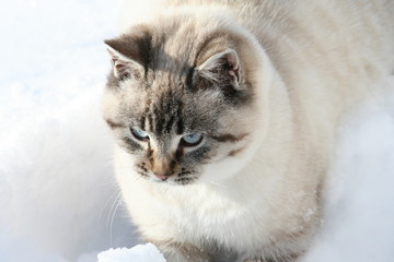 chat au garde a vous