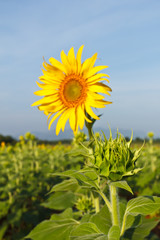 sunflower on field