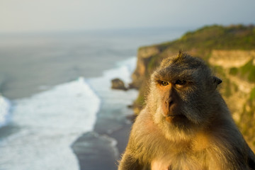 Pensive Monkey Uluwatu Bali Cliffs