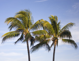Fototapeta na wymiar Palms in Mami Beach