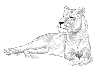 Vector lioness represented in the form of a tattoo