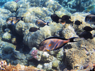 Fototapeta na wymiar Tropical fishes on the coral reef in Red Sea, Egypt