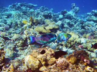 Parrot-fishes on the coral reef in Red Sea, Egypt